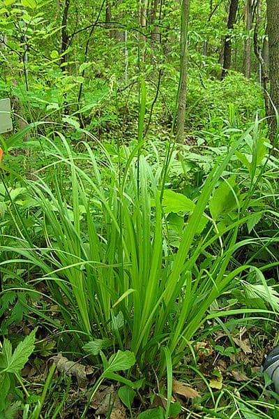 Carex formosa avec croissance elegante et gracieuse