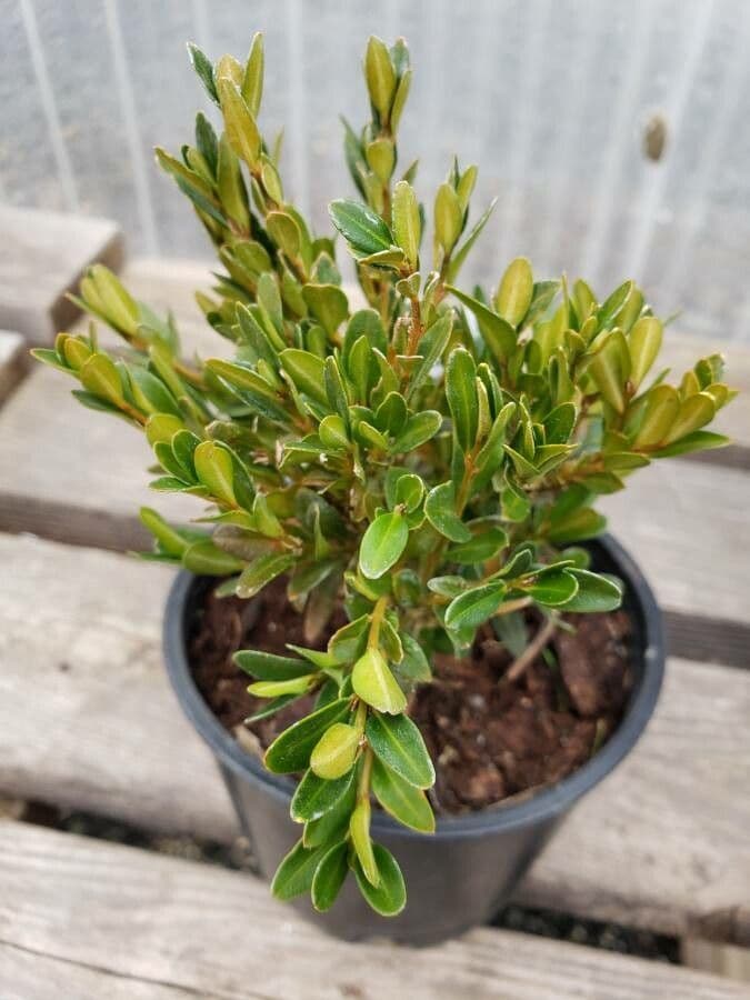 Chinese boxwood foliage