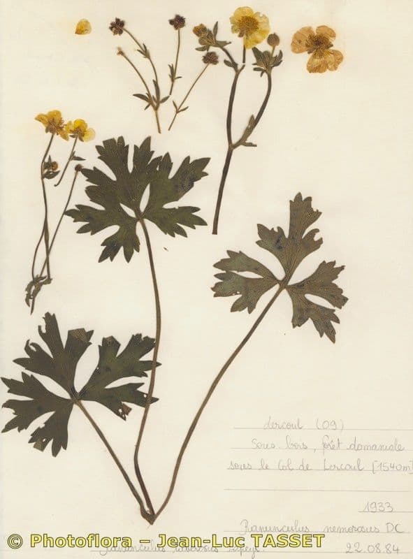 Creeping Buttercup (Ranunculus serpens) displaying glossy yellow flowers