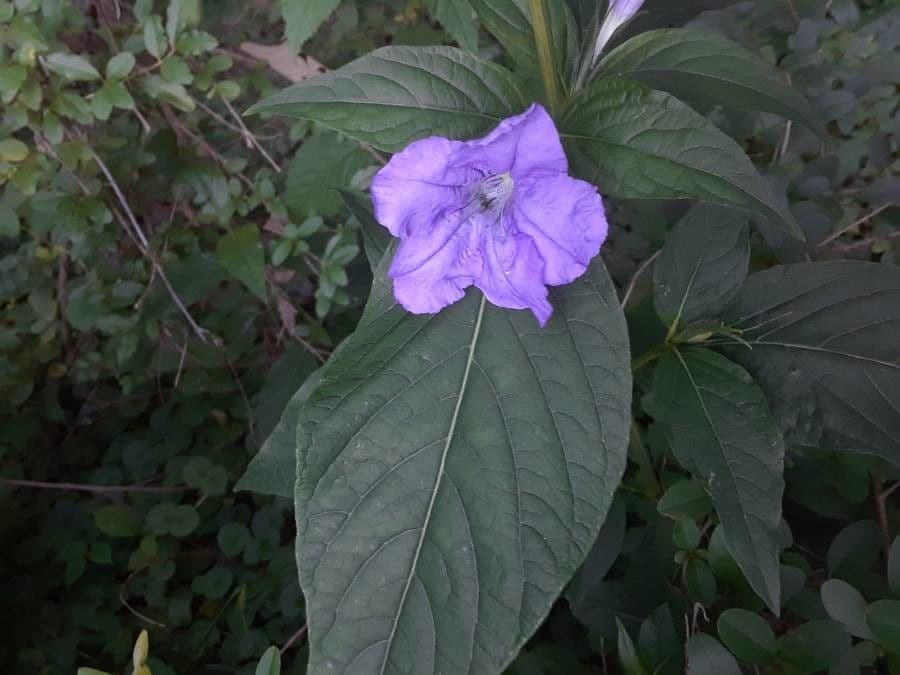 Ruellia strepens mit lavendelblauen Trompetenblueten zwischen breitem dunkelgrunem Laub im Halbschatten