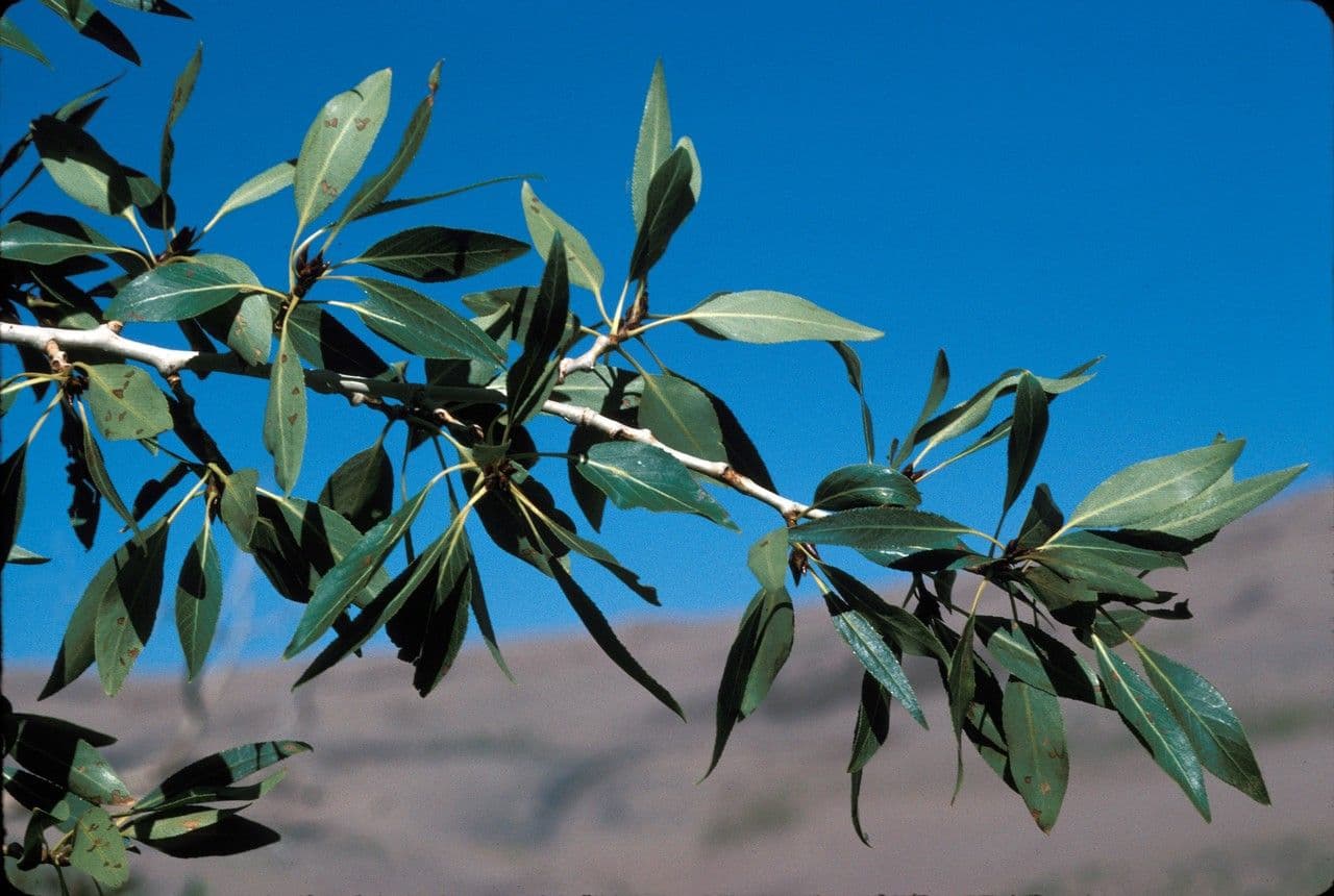 Mountain cottonwood trees in natural mountain habitat
