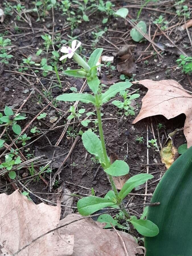 Das kleine Seifenkraut fallt uber Felsen mit rosa Bluten von Mai-Juni