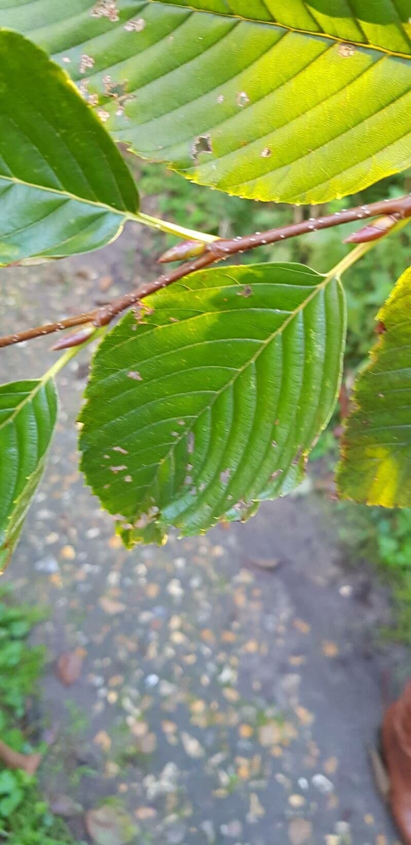 Feuilles d'aulne du Japon