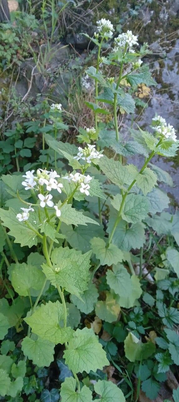 Weiße Blüten der Knoblauchsrauke