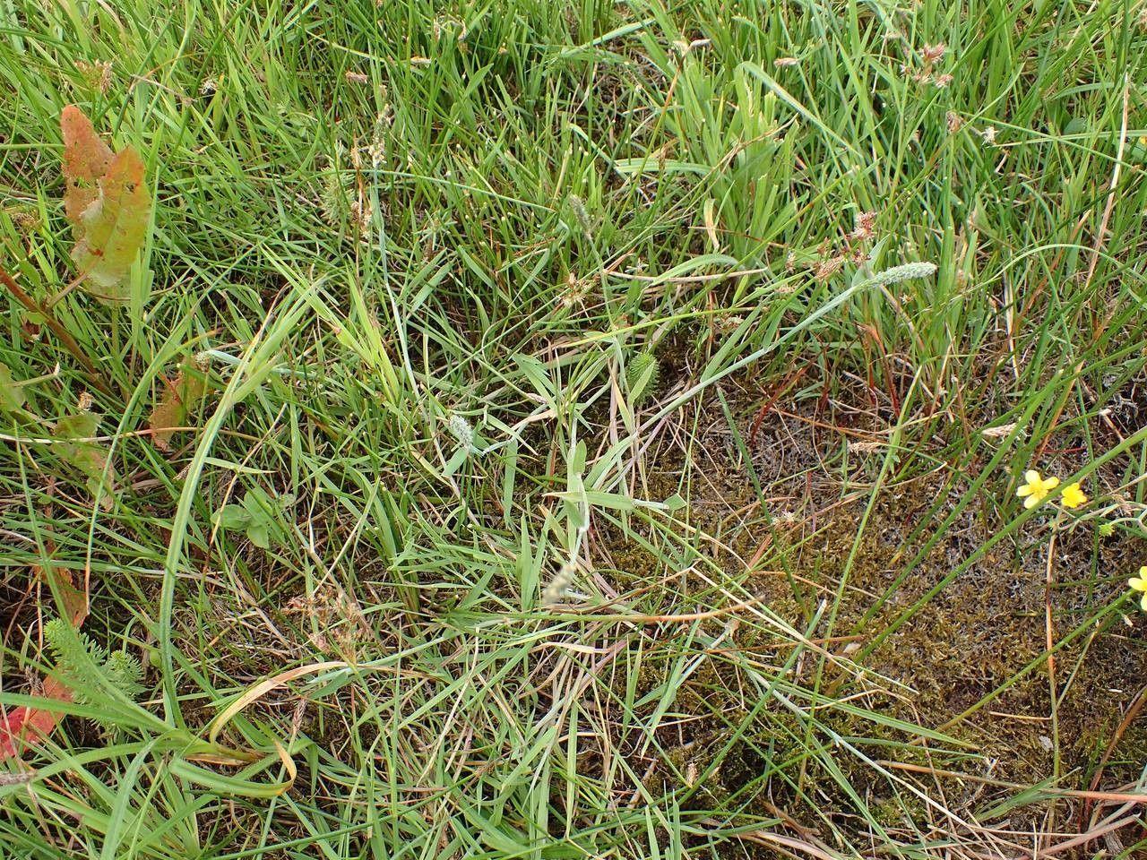 Touffe saine de vulpin genouillé avec des épis légers en milieu de prairie humide