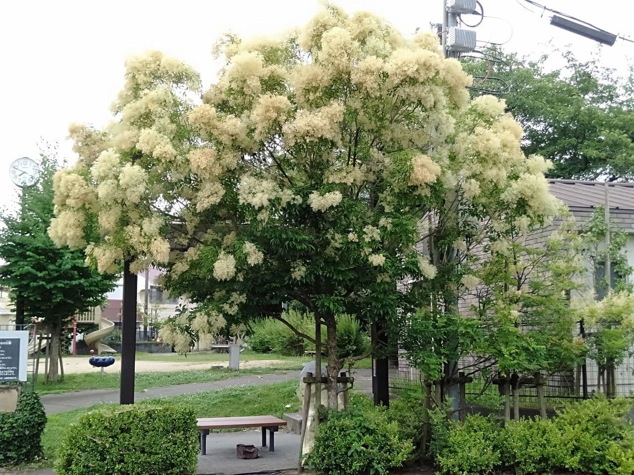 Fraxinus sieboldiana Laub