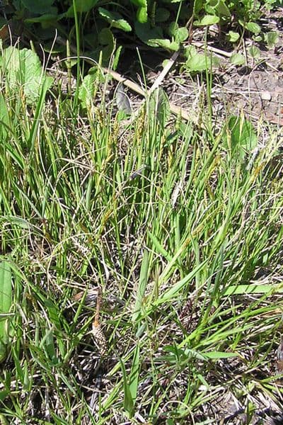 Carex sterilis sterile Segge in feuchtem Feuchtgebietslebensraum