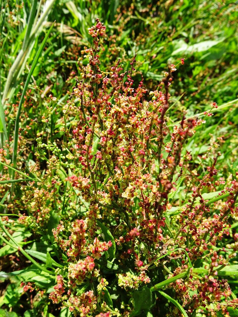 Sheep sorrel plant with red flowers and red-tinted green leaves