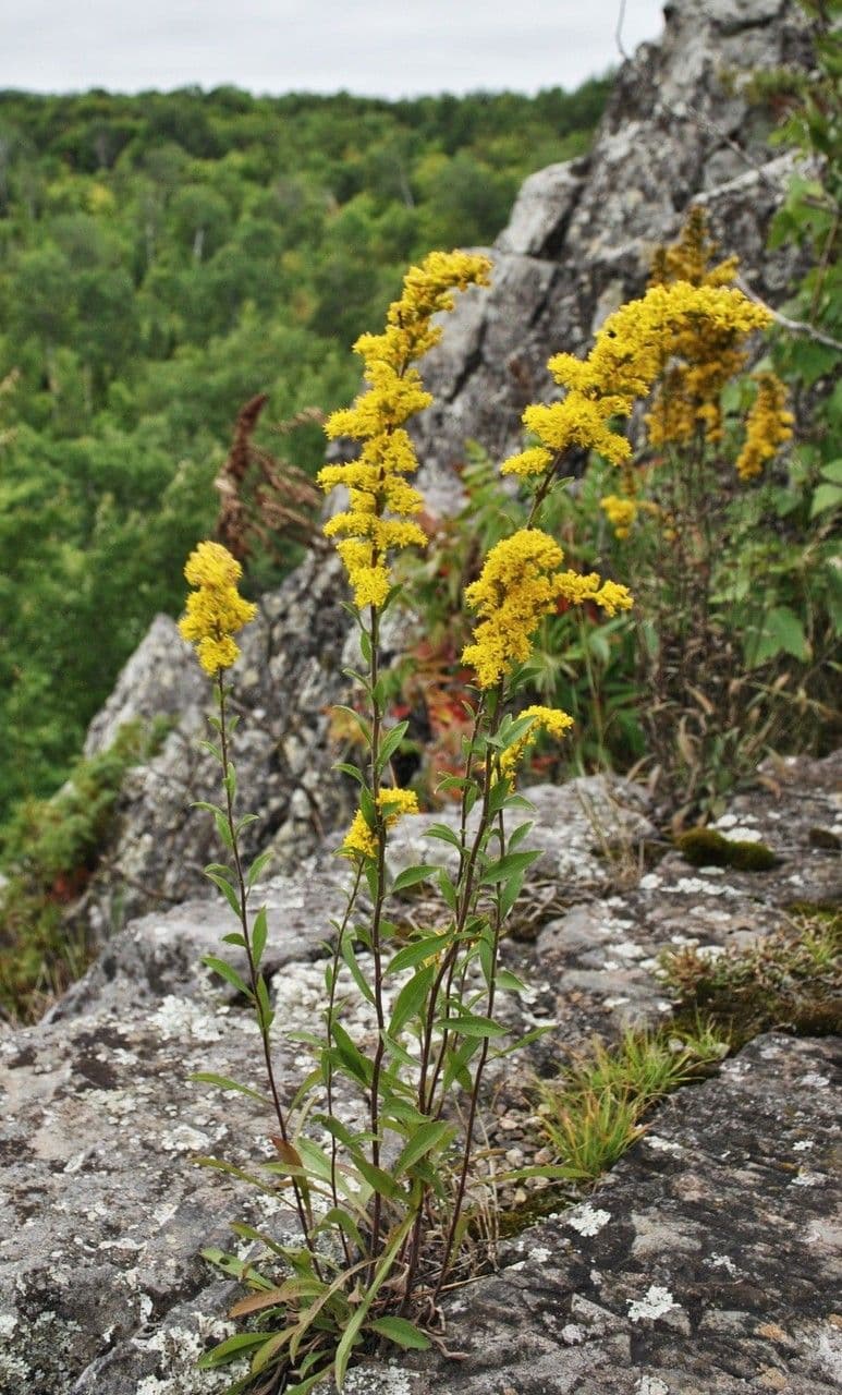 Verge d'or des bois avec grappes de fleurs jaunes dories en automne