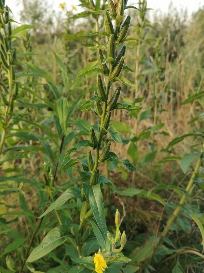 Hooker's evening primrose with large yellow flowers on tall stems in summer