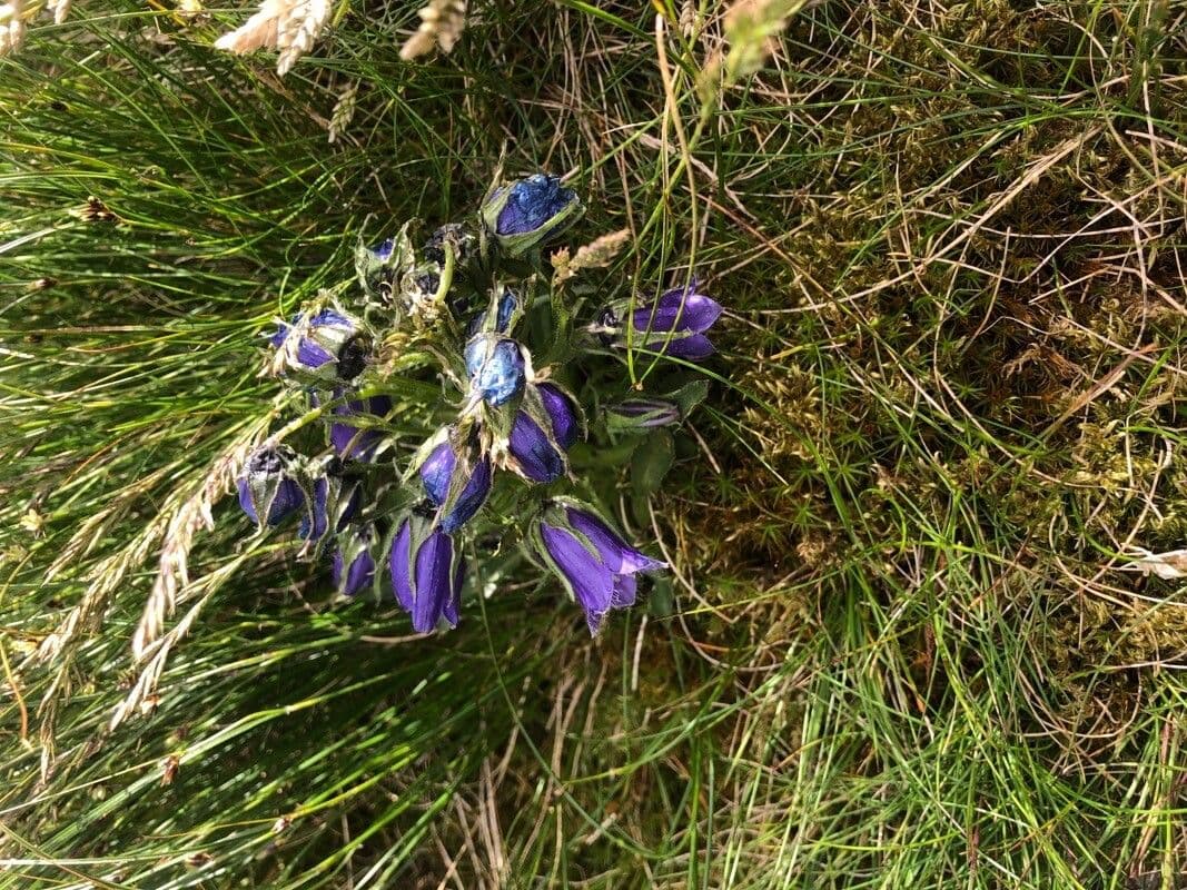 Campanula alpina alpine klokjes in bloei
