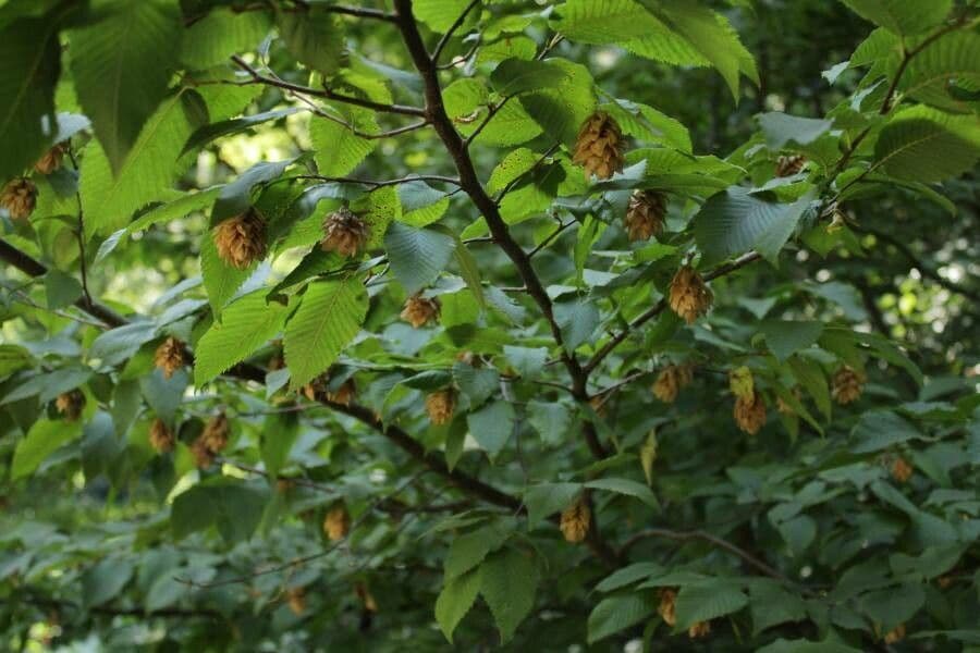 Ostrya carpinifolia mit charakteristischen hopfenartigen Fruchten