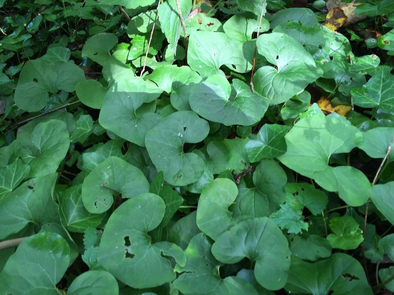 Canada Wild Ginger with characteristic heart-shaped green leaves and small reddish-brown flowers
