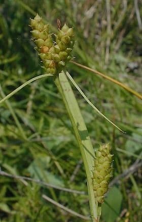 Limestone meadow sedge with fine green foliage and elegant growth habit