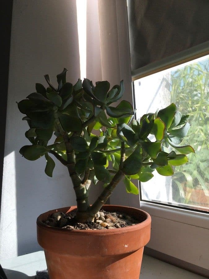 Crassula arborescens mit graugrünem Laub und rosa Blüten