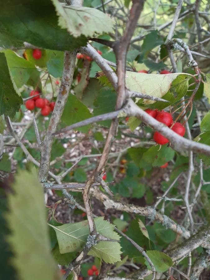 Crataegus macracantha shrub with red autumn berries