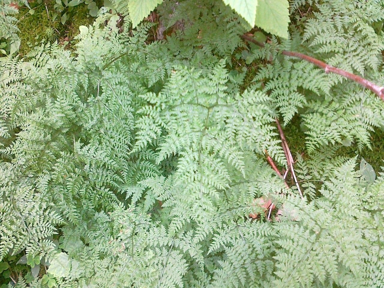 Cystopteris montana mountain bladderfern with delicate lacey frond