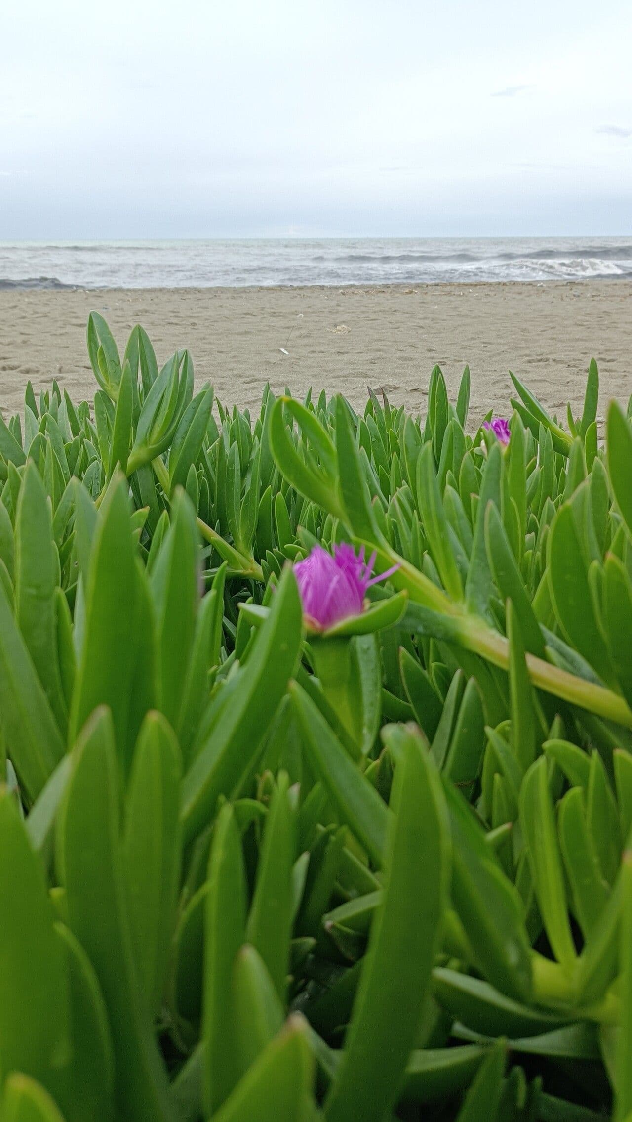 Plante Carpobrotus glaucescens avec fleurs en jardinage succulent