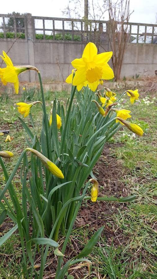 Echte jonquille bloemen in een zonnig grasveld met lichtgroene stengels en gele kroon
