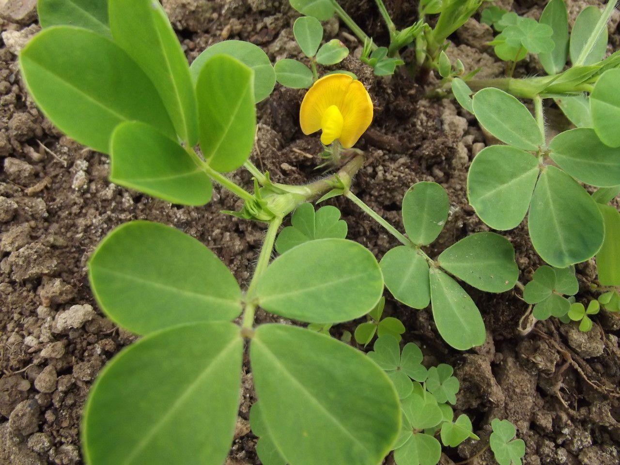 Erdnusspflanzen in voller Blüte mit gelben Blüten und ausgebreiteten grünen Blättern