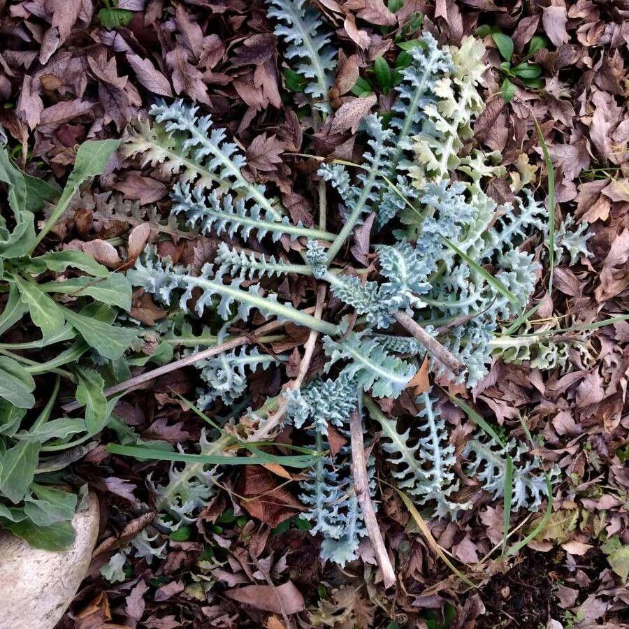 Horned-poppy in full bloom on a sandy coastal strip with blue sky in the background