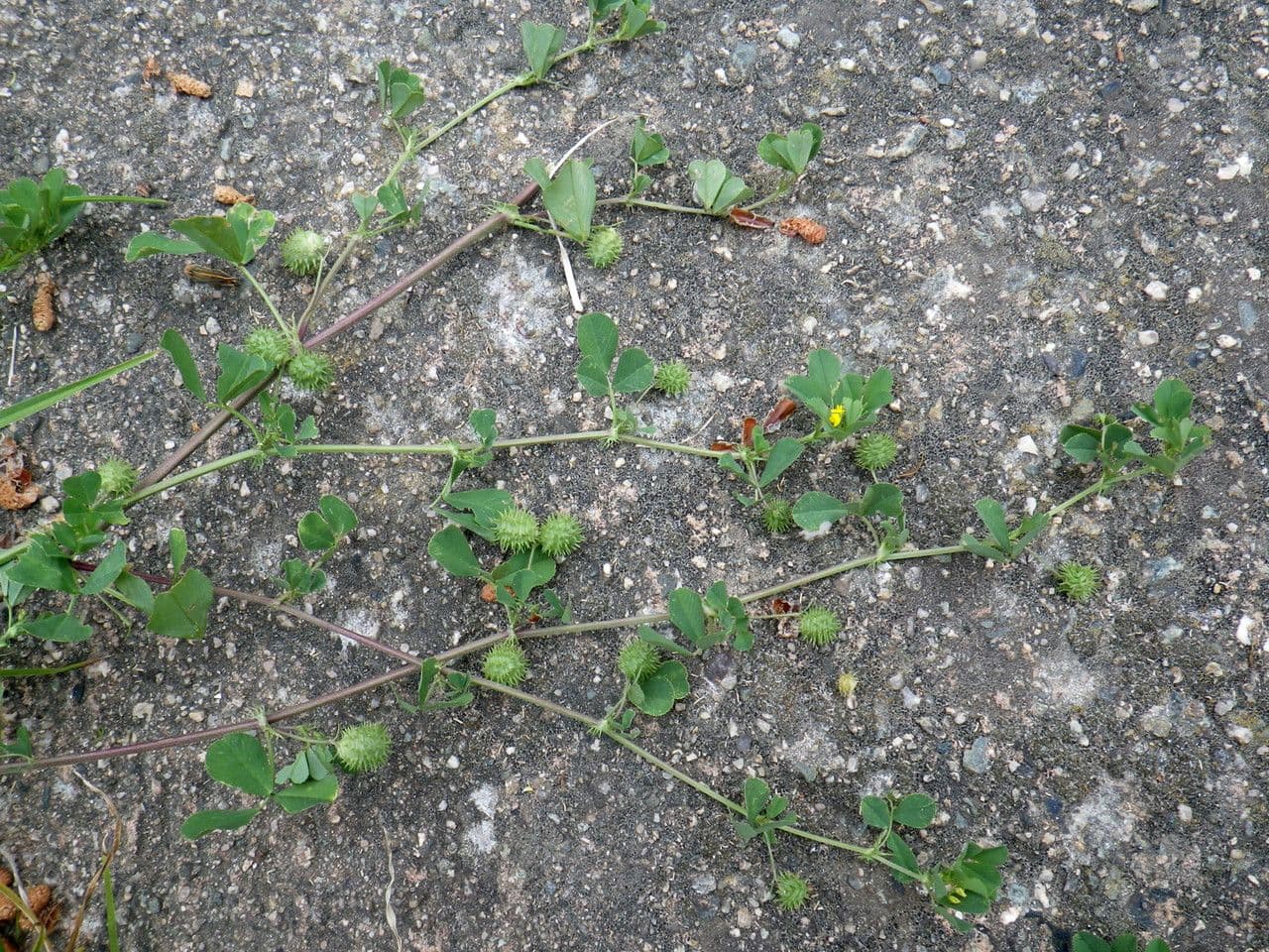 Medicago murex, appelée aussi Luzerne murex