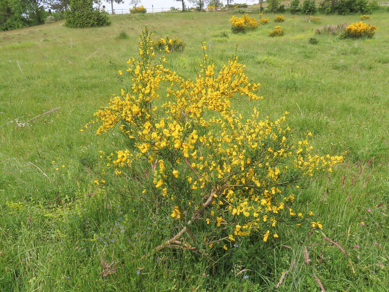 European broom in full bloom on a sunny slope