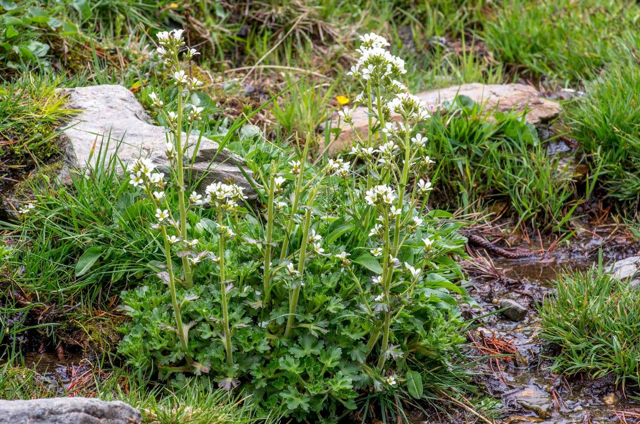Watersteenbreek (Saxifraga aquatica) met witte bloemen langs een bergbeek