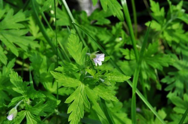 Sibirischer Storchschnabel in voller Blüte mit zartlila Blüten und tief eingeschnittenen grünen Blättern in einem lichtdurchfluteten Schattenbeet