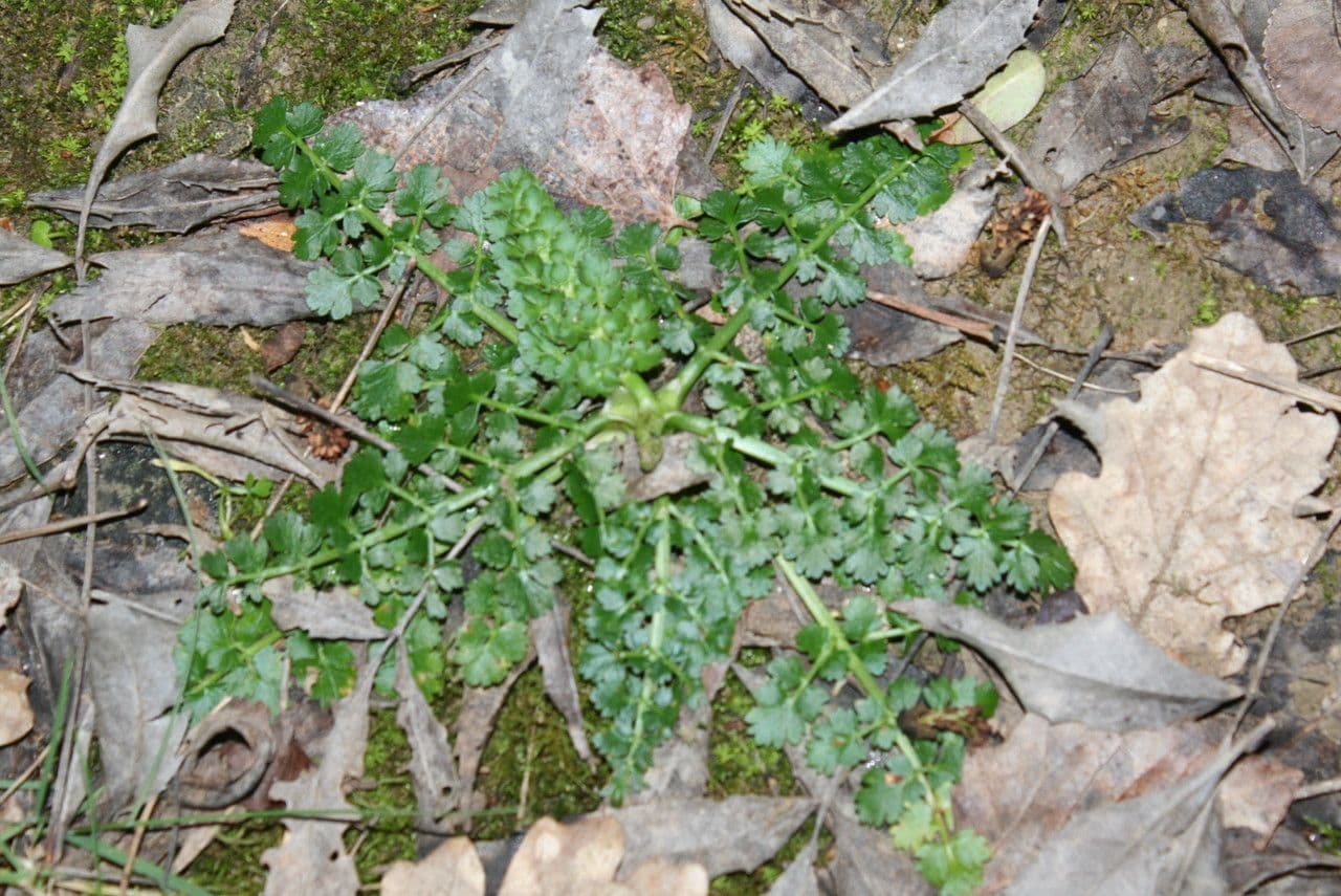 Oenanthe lachenalii Wasser-Hornblatt in natuerlicher Feuchtzone wachsend