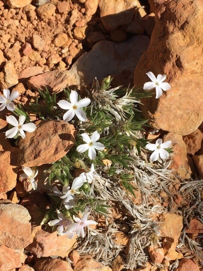 Winzige rosa Blüten des Moos-Phlox
