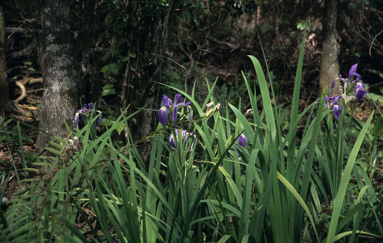 Carolina Iris plant with elegant blue iris flowers in spring