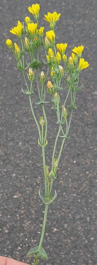 Fleurs jaunes vif de la Blackstonie perfoliée dans une prairie ensoleillée