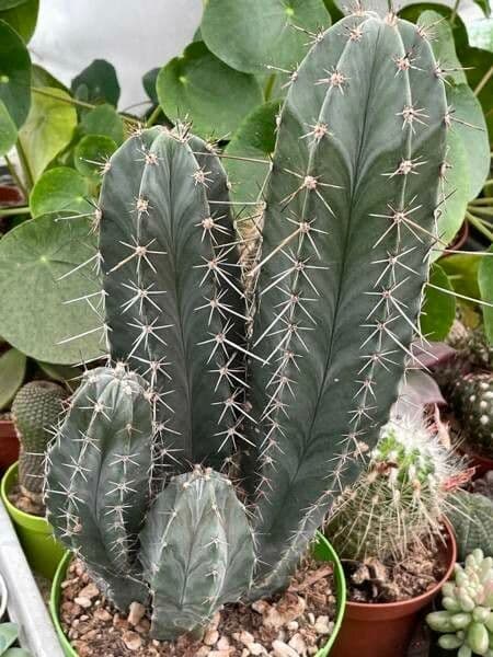 Stenocereus griseus tall candelabra cactus with gray-green columnar form