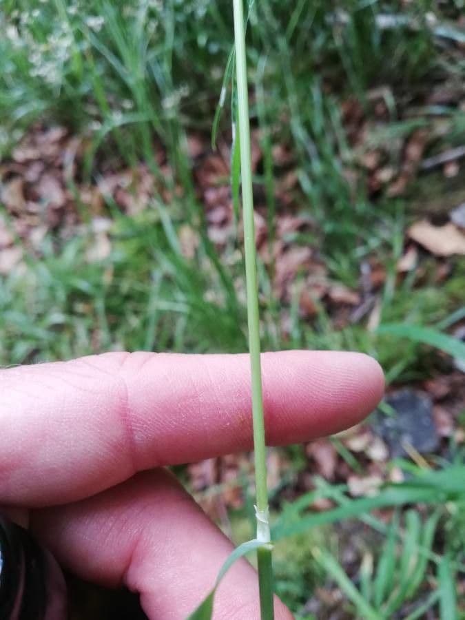Graminée millet des bois avec panicules dorées dans un jardin ombragé