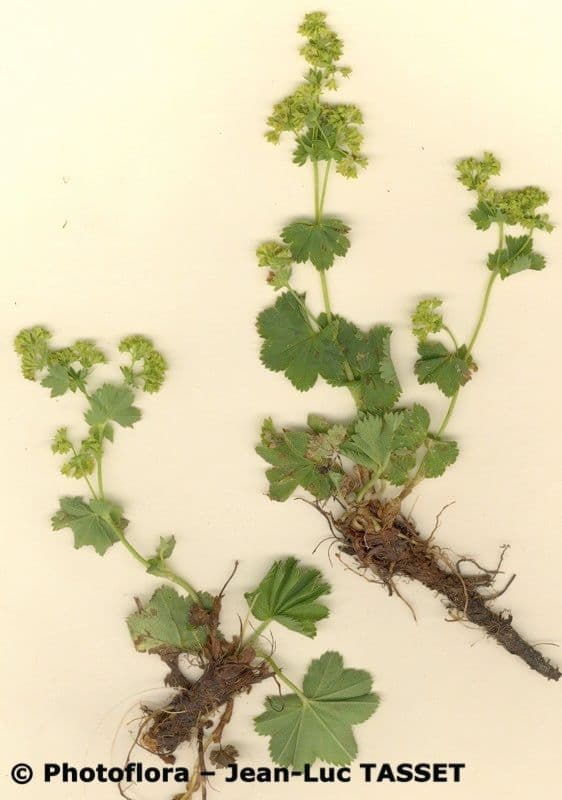 Alchemilla demissa (alchémille a tiges basses) avec sa rosette de feuilles lobees etalée au sol