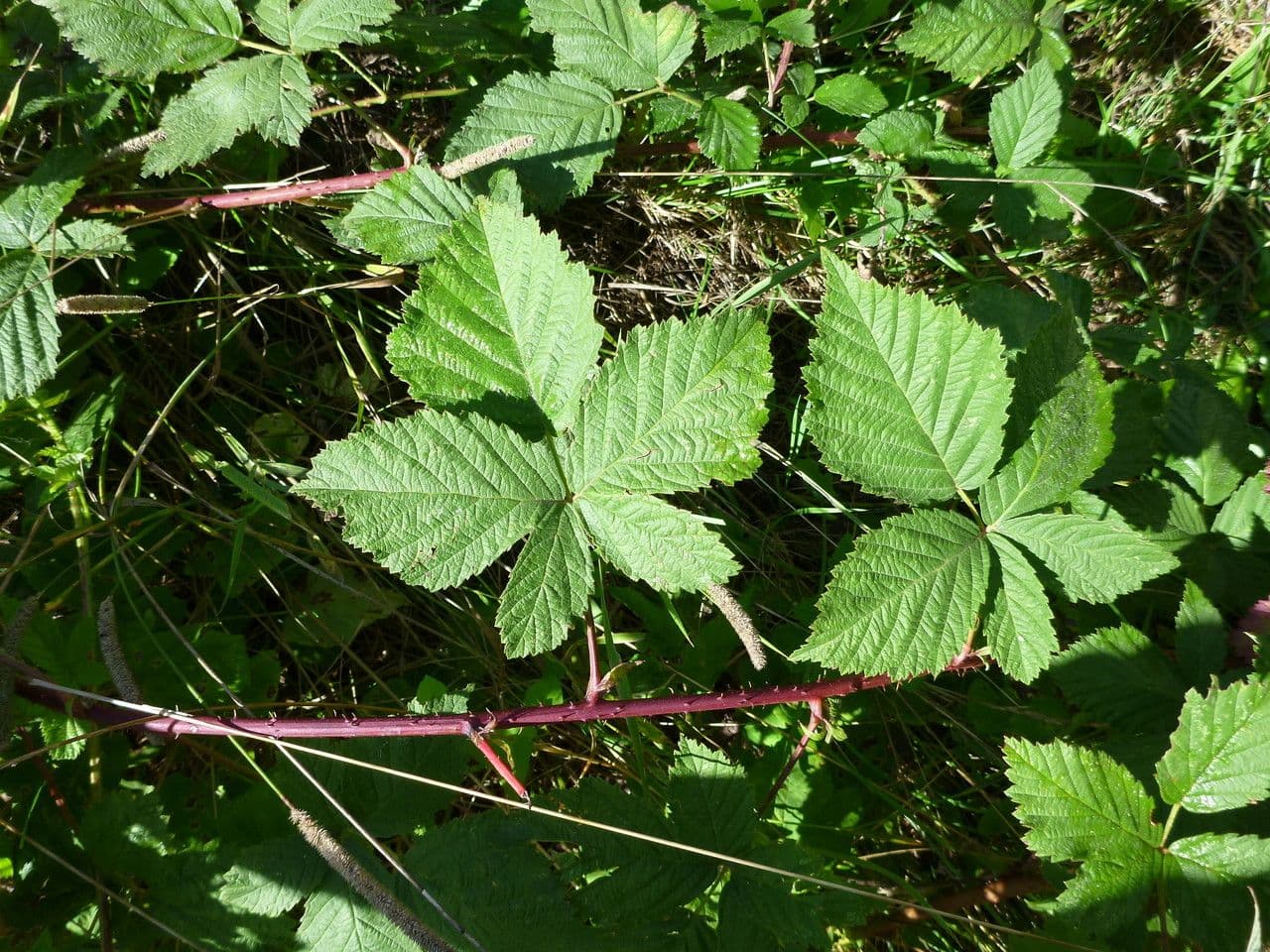 Rubus scabrosus Pflanze mit Blättern und Früchten