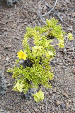 Erigeron compositus with white daisy-like flowers in a rocky garden