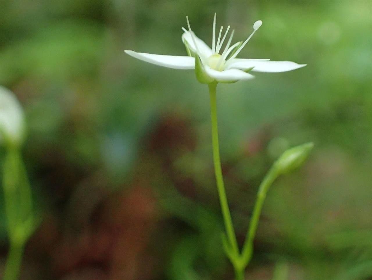 Mossy sandwort (Moehringia muscosa) with silky white flowers on mossy rocks