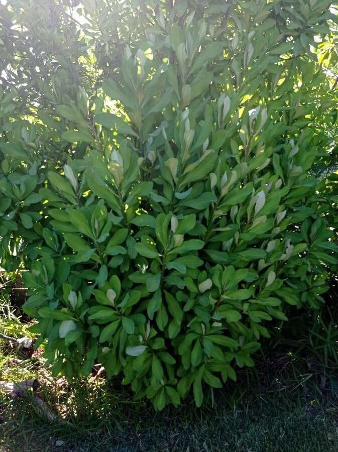 Euphorbia umbellata avec ses grappes de feuilles caracteristiques