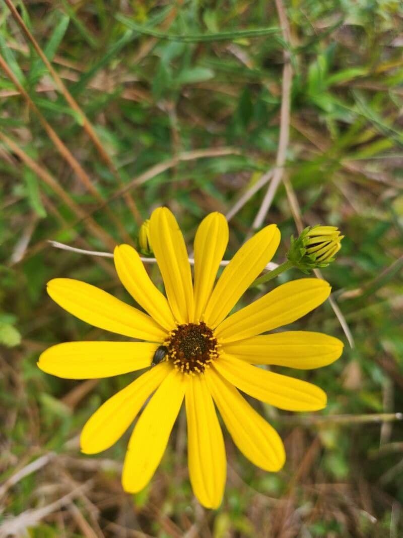 Helianthus angustifolius mit goldgelben Blueten und schmalen Blaettern in einem Herbstbeet