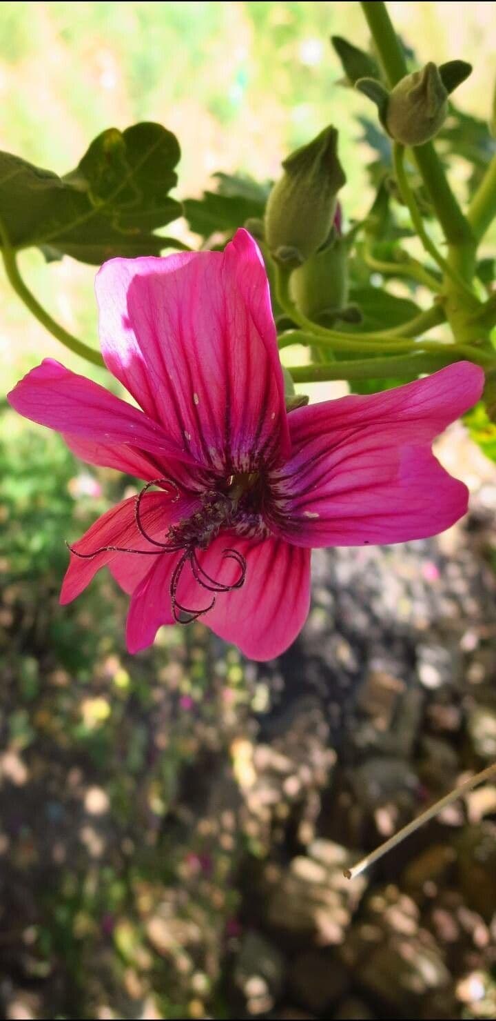 Malva assurgentiflora avec de grandes fleurs rose-violet sur des tiges arbustives