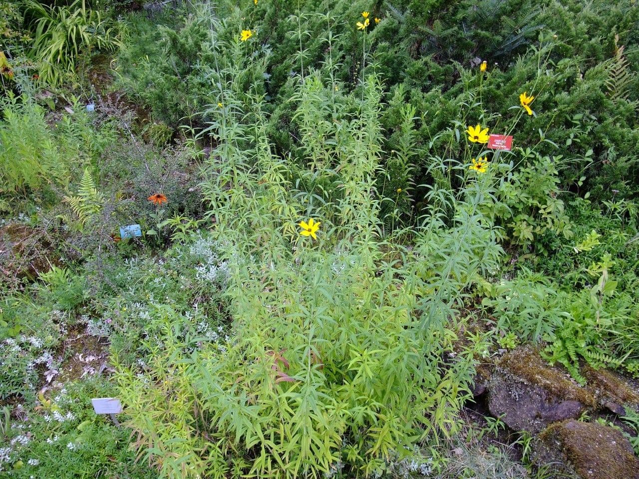 Tall coreopsis met gele bloemen en fijne bladvorm