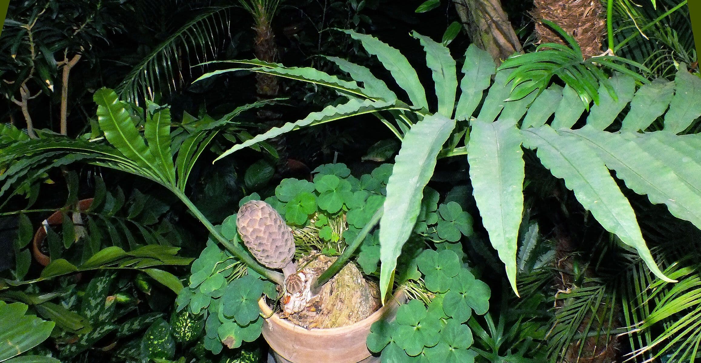Natal grass cycad with fern-like leaves