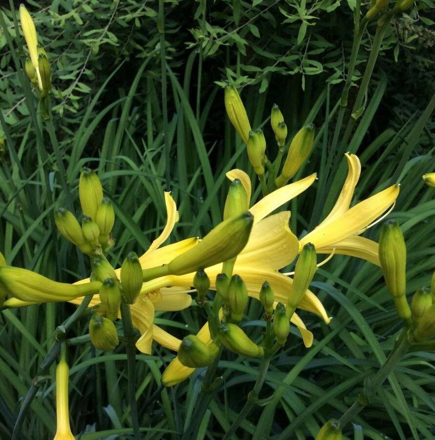 Lemon day-lily in full bloom in a sunny garden bed with arching green foliage and pale yellow bell-shaped flowers