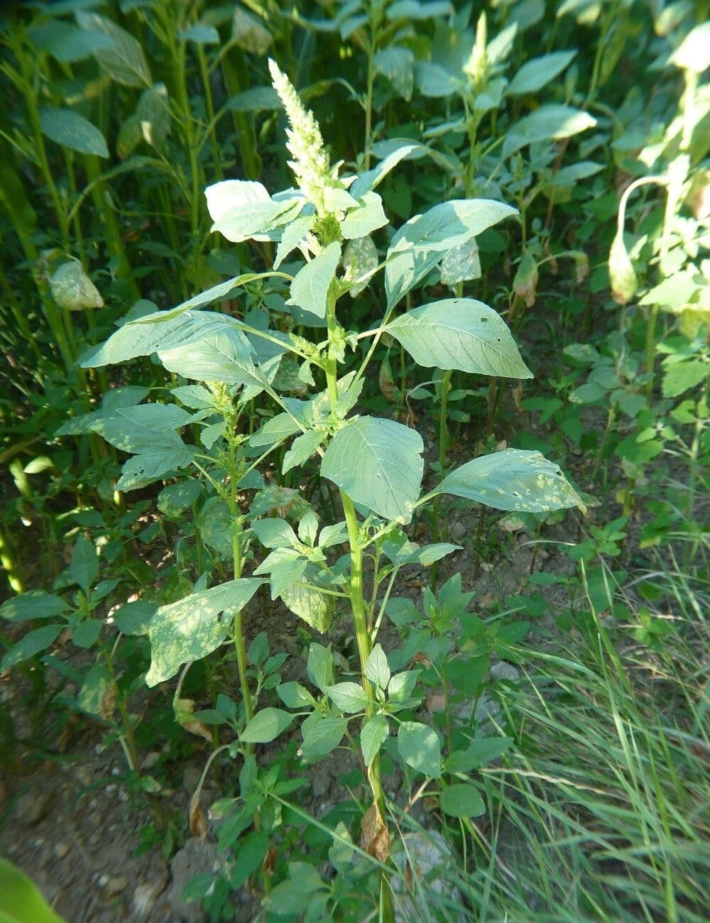 Groene bloempluimen van Powell's amarant