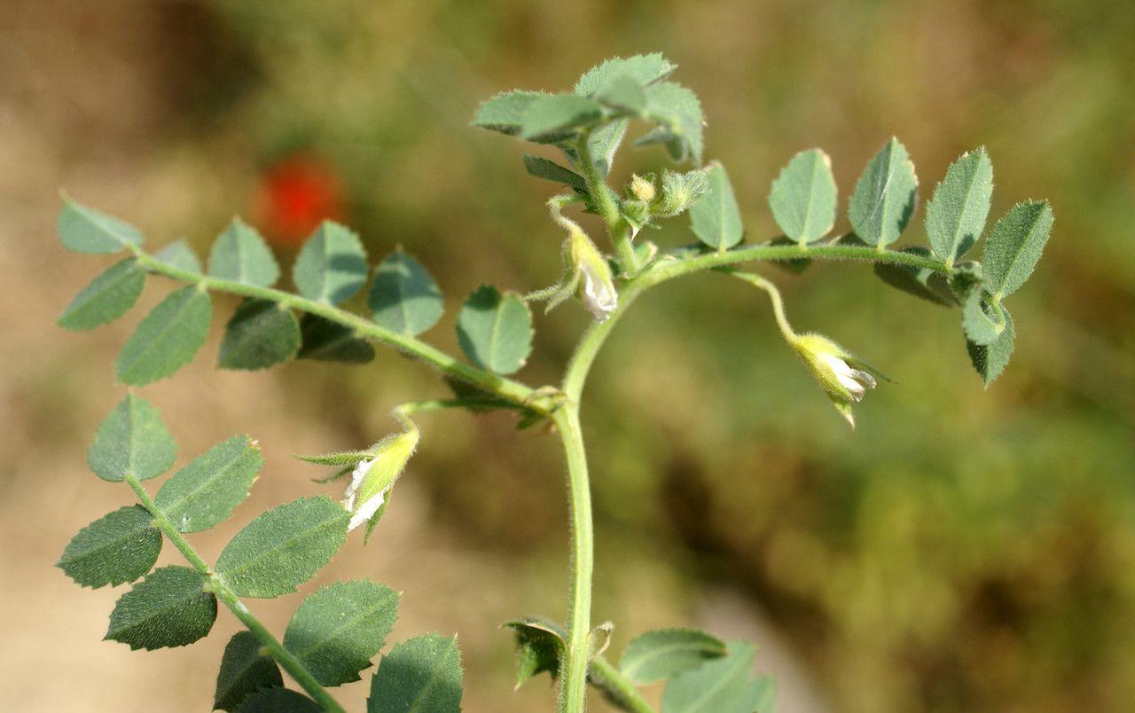 Mature Bengal gram plants in a sunny garden bed, showing greyish pods and delicate foliage