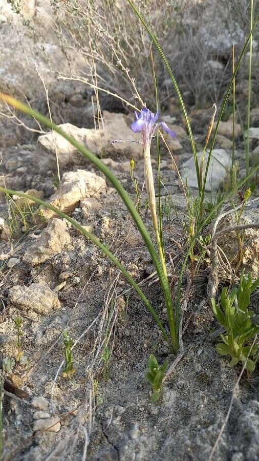 Iris sisyrhinque avec fleurs bleues délicates