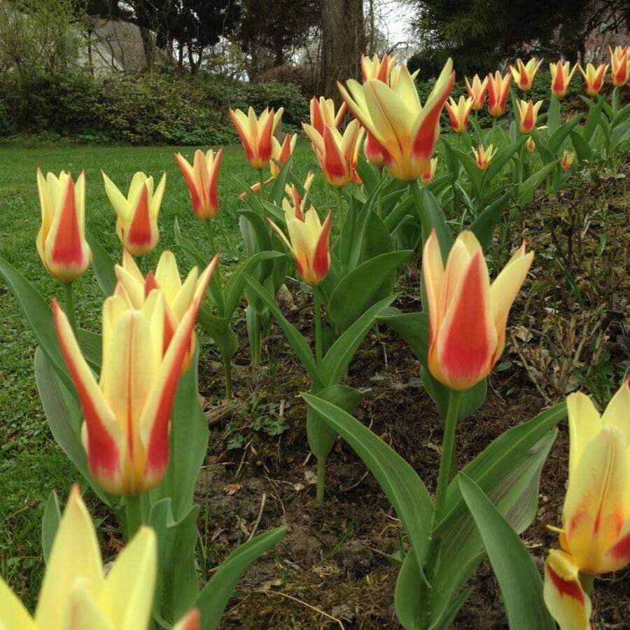 Seerosen-Tulpe in voller Blüte auf sonnigem Rasen, mit sternförmig geöffneten Blüten und marmorierten grünen Blättern