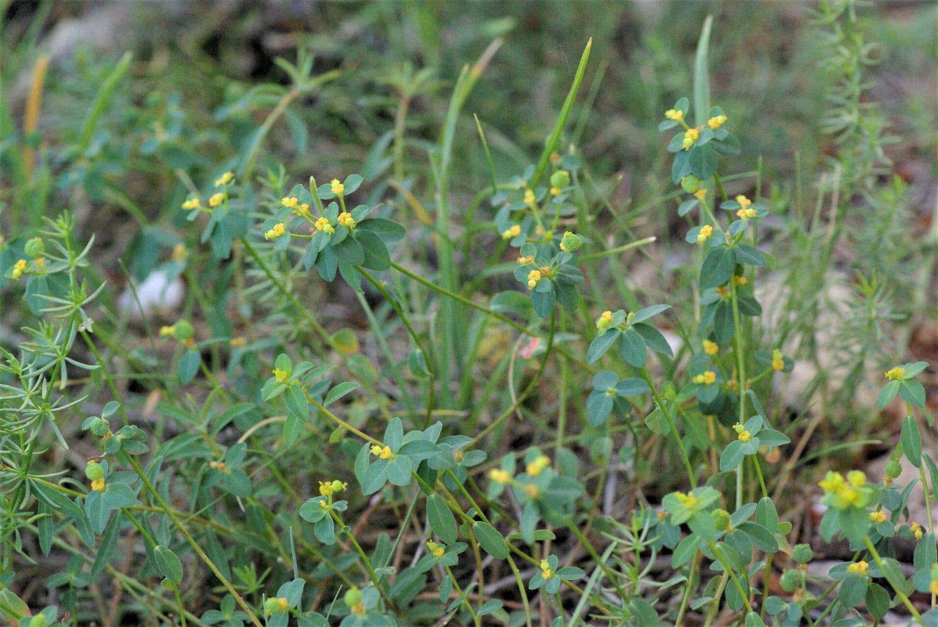 Euphorbe poilue en fleur avec des fleurs jaune-orange brillantes